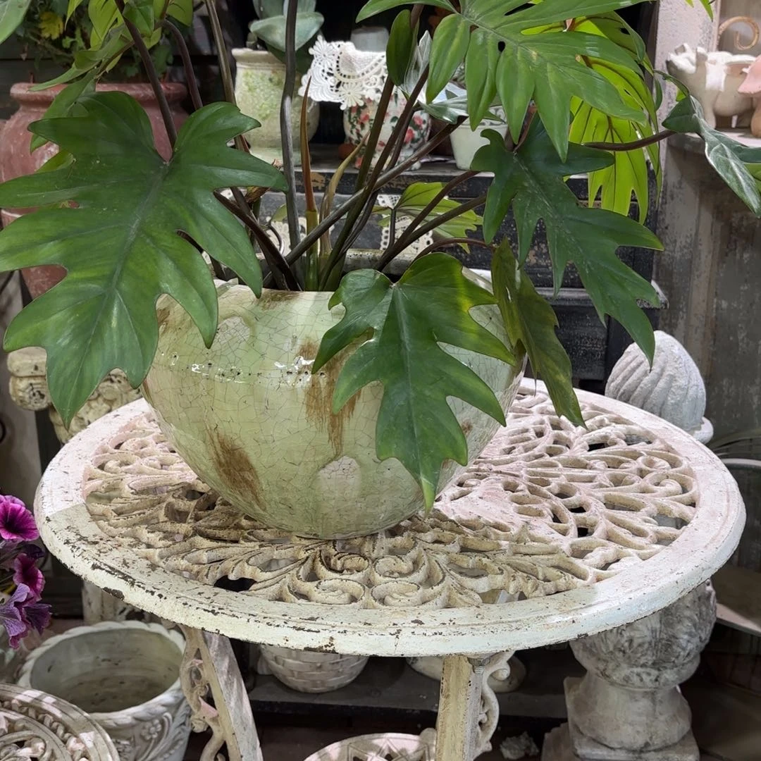 许纯的花房 孤品639