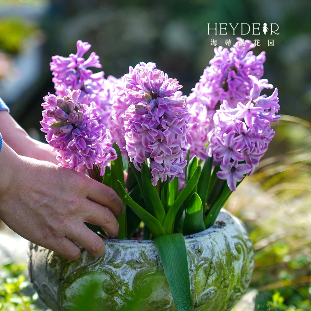 海蒂的花园风信子进口种球裸球种植阳台盆栽地栽园艺观赏开花植物