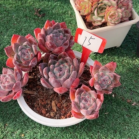 15佳人带盆一个多肉