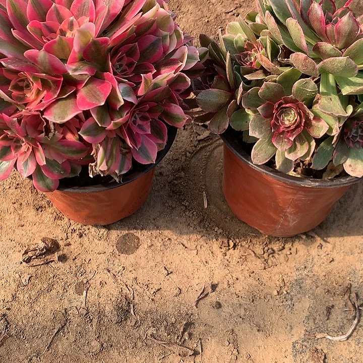 时**浅多肉植物粉花妖组合两颗55