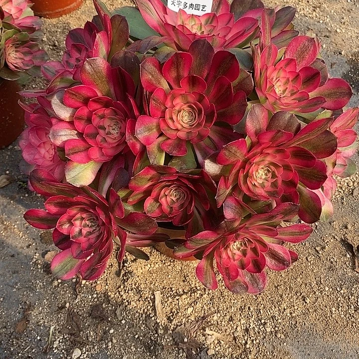 多肉植物荔枝371多肉