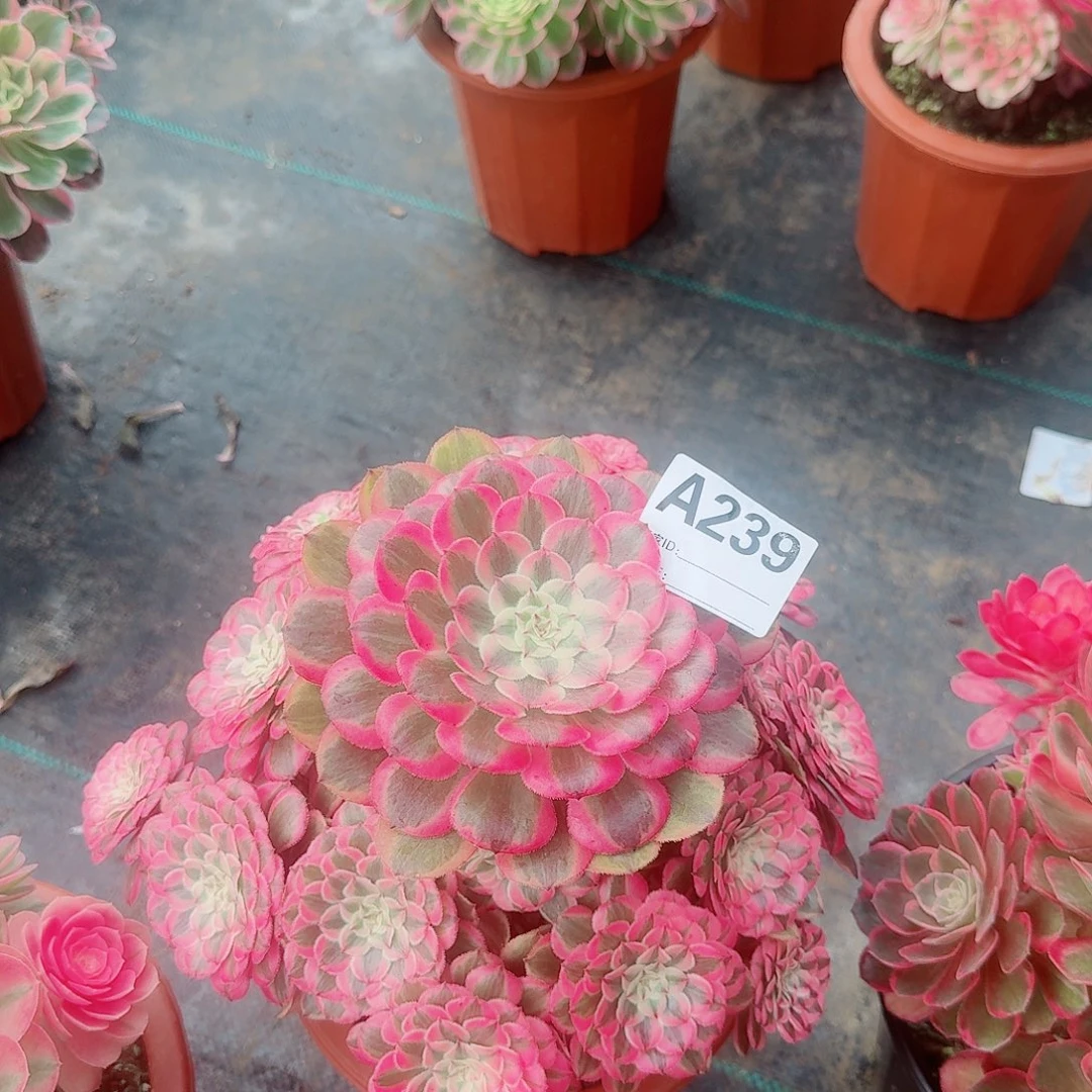 粉铜多肉法师239