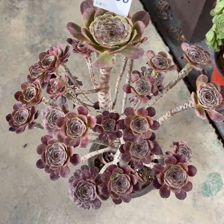 136晚霞30厘米左右