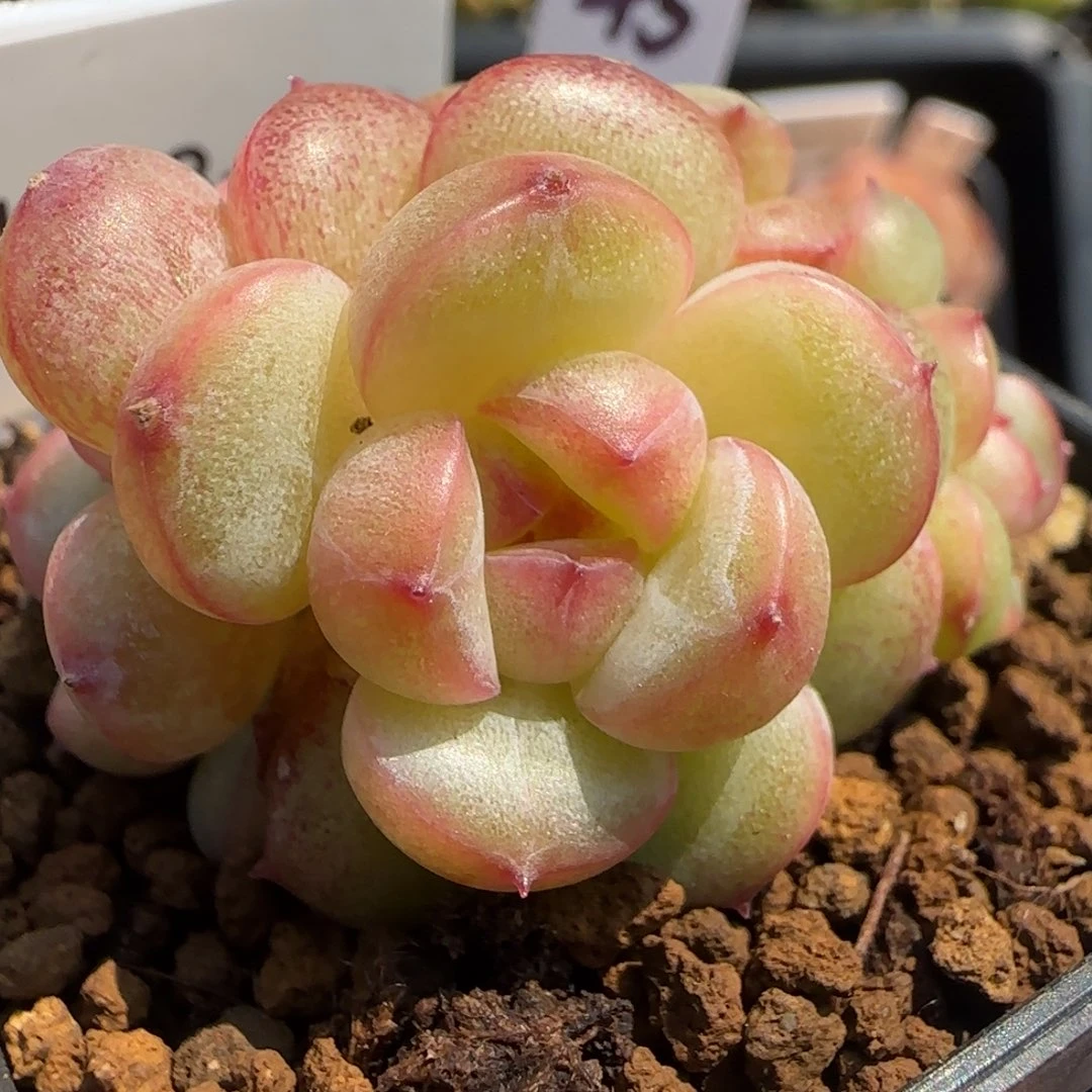 366号圆秃包珍妮多肉