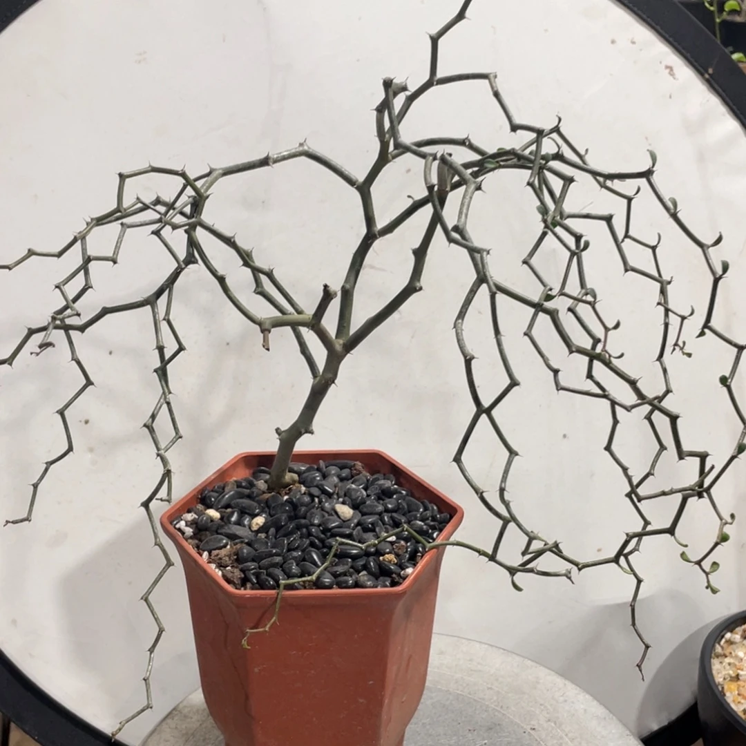 弯曲龙树型，0.9公分一物一拍