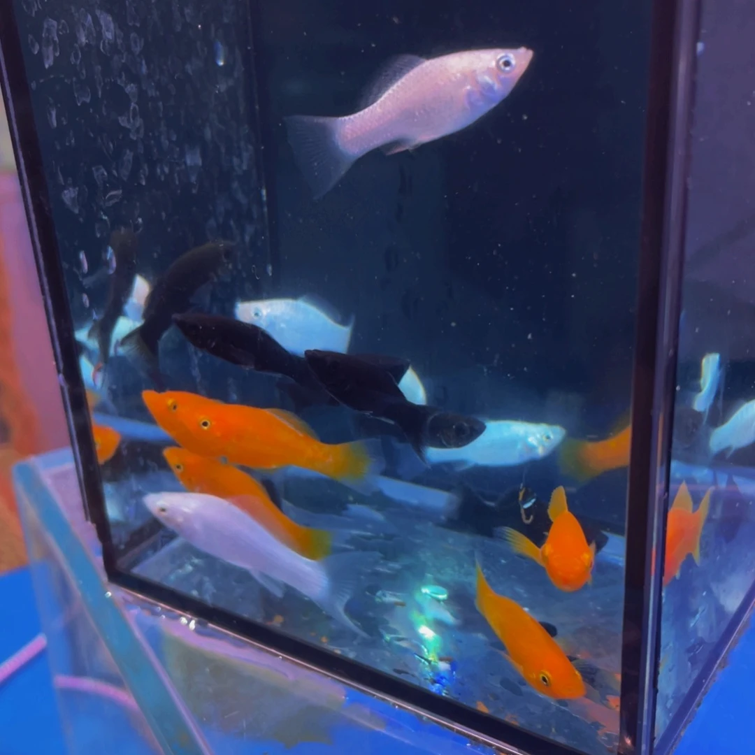 孔雀鱼三色玛丽10条