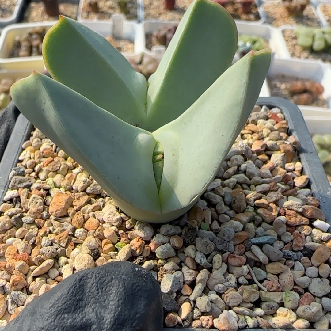 多肉植物母本大翼裸根52号