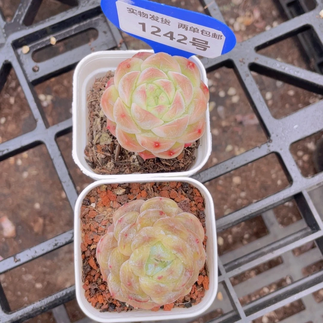 1242号 白色恋人➕白桃汽水