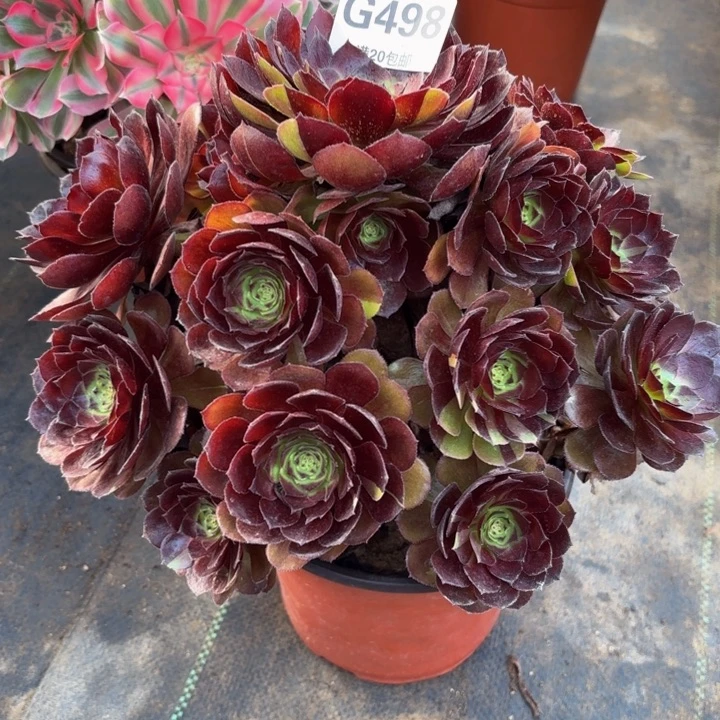 瑞妈多肉园艺498黑美人