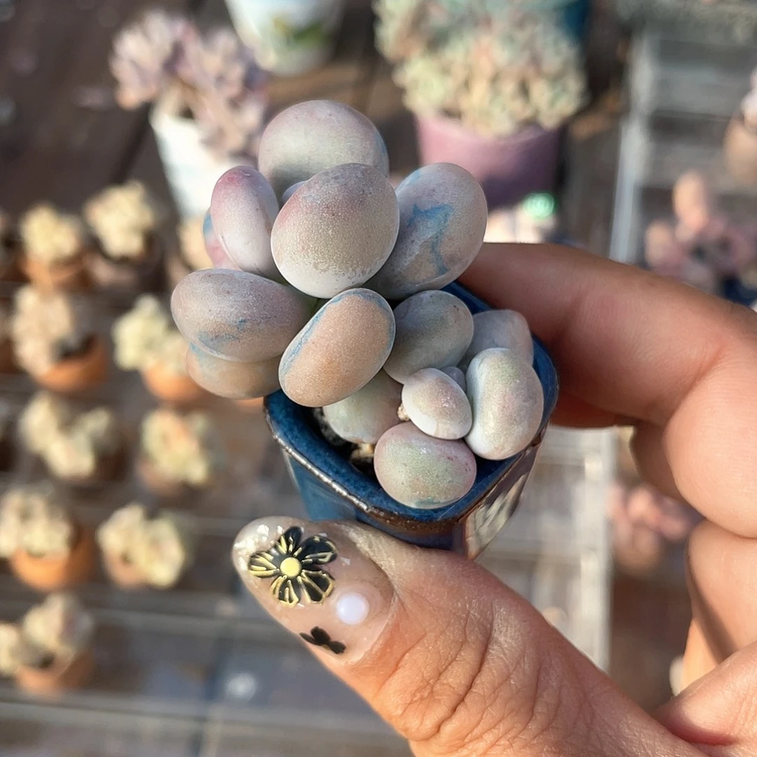 带盆发货 2.5口盆 奶酪