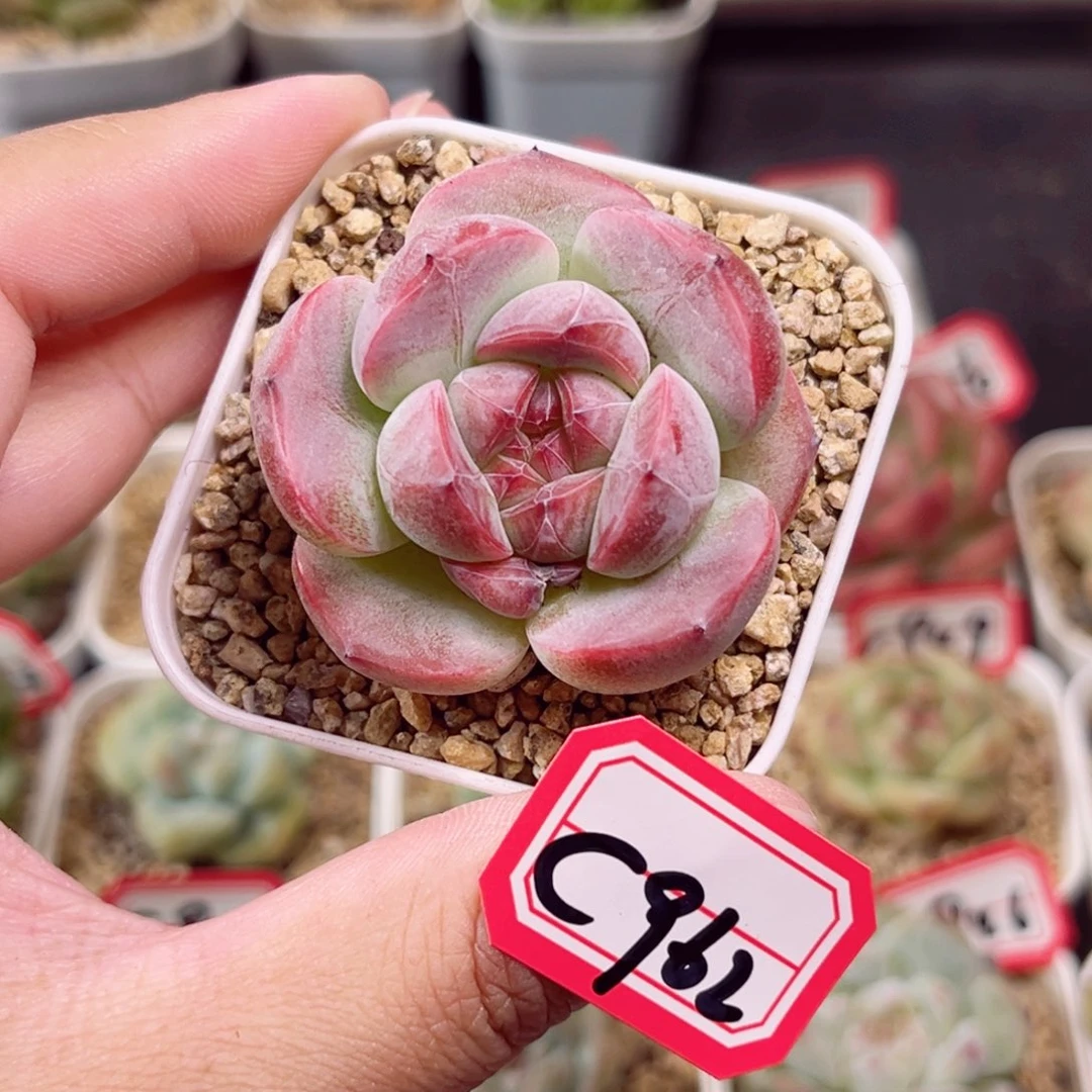 C962 一物一拍 18包邮 粉妆