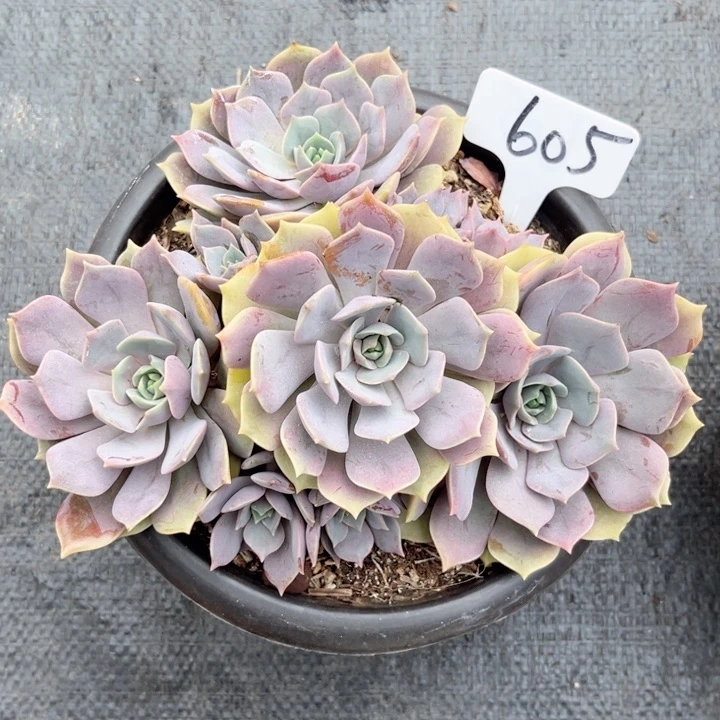 晨语多肉一物一拍605