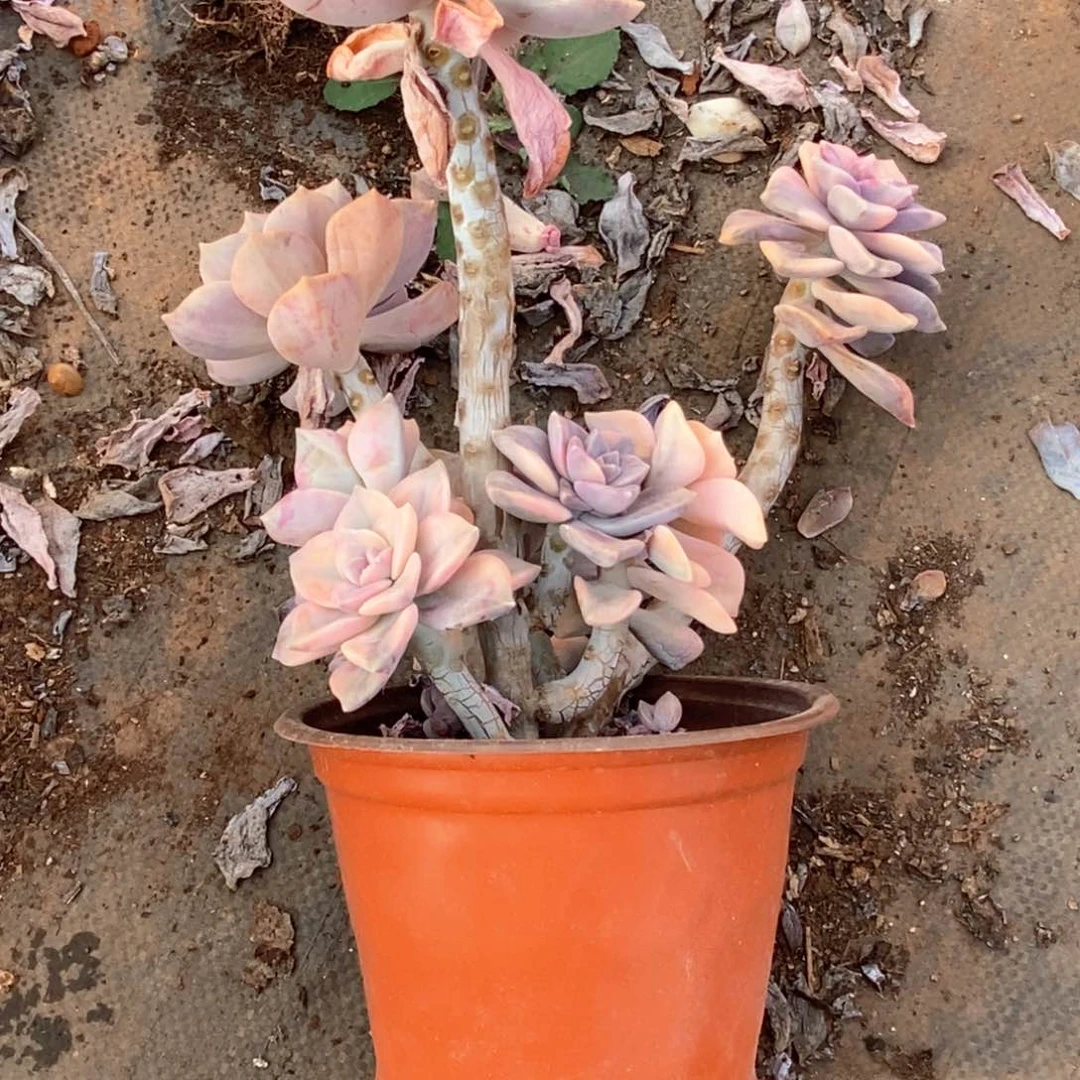 阳**丽54 一物一拍紫乐锦