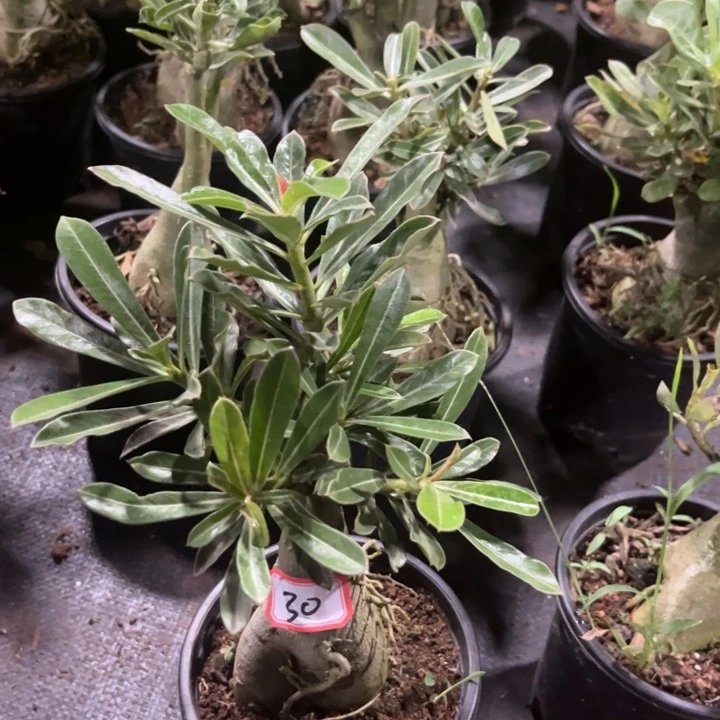 夏***雨完全开放裸根发货30