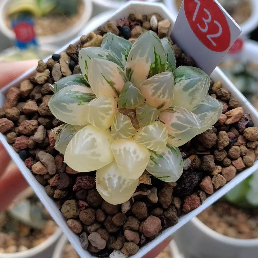 132号龙爪玉露锦一物一拍带盆土发货