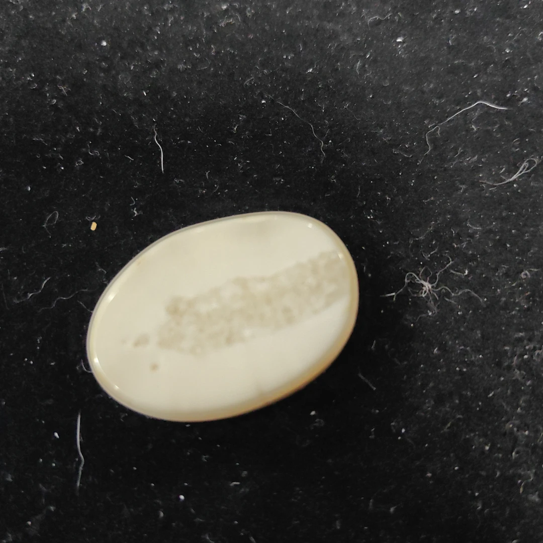 猛犸猛犸虬饼子WW6