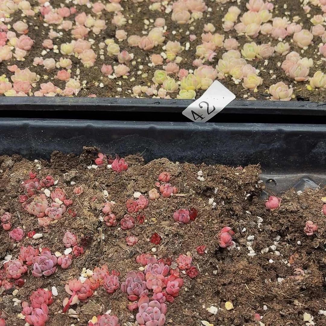 多肉植物多肉植物42