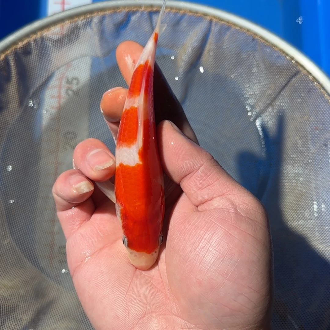 锦鲤阪井米兰娃娃脸