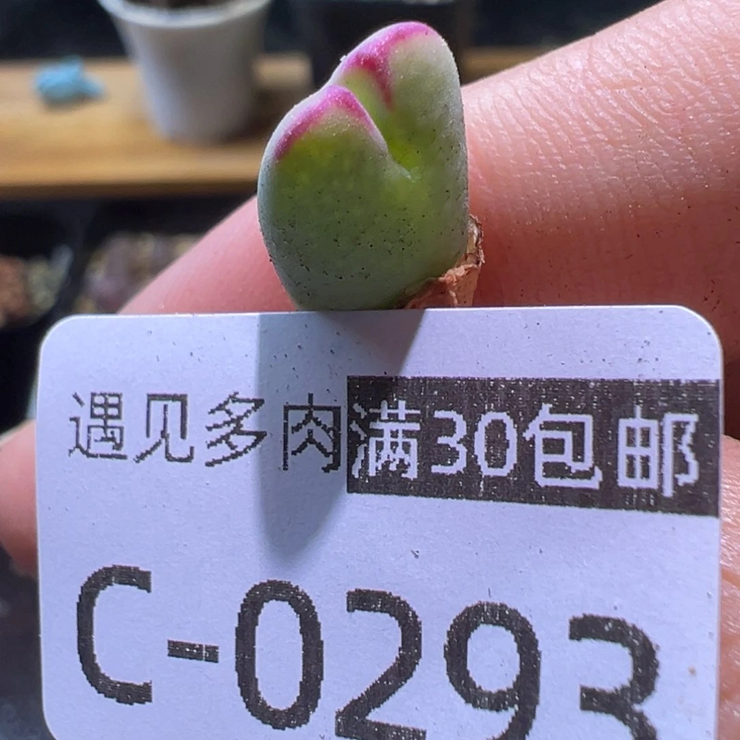 多肉植物1111111111