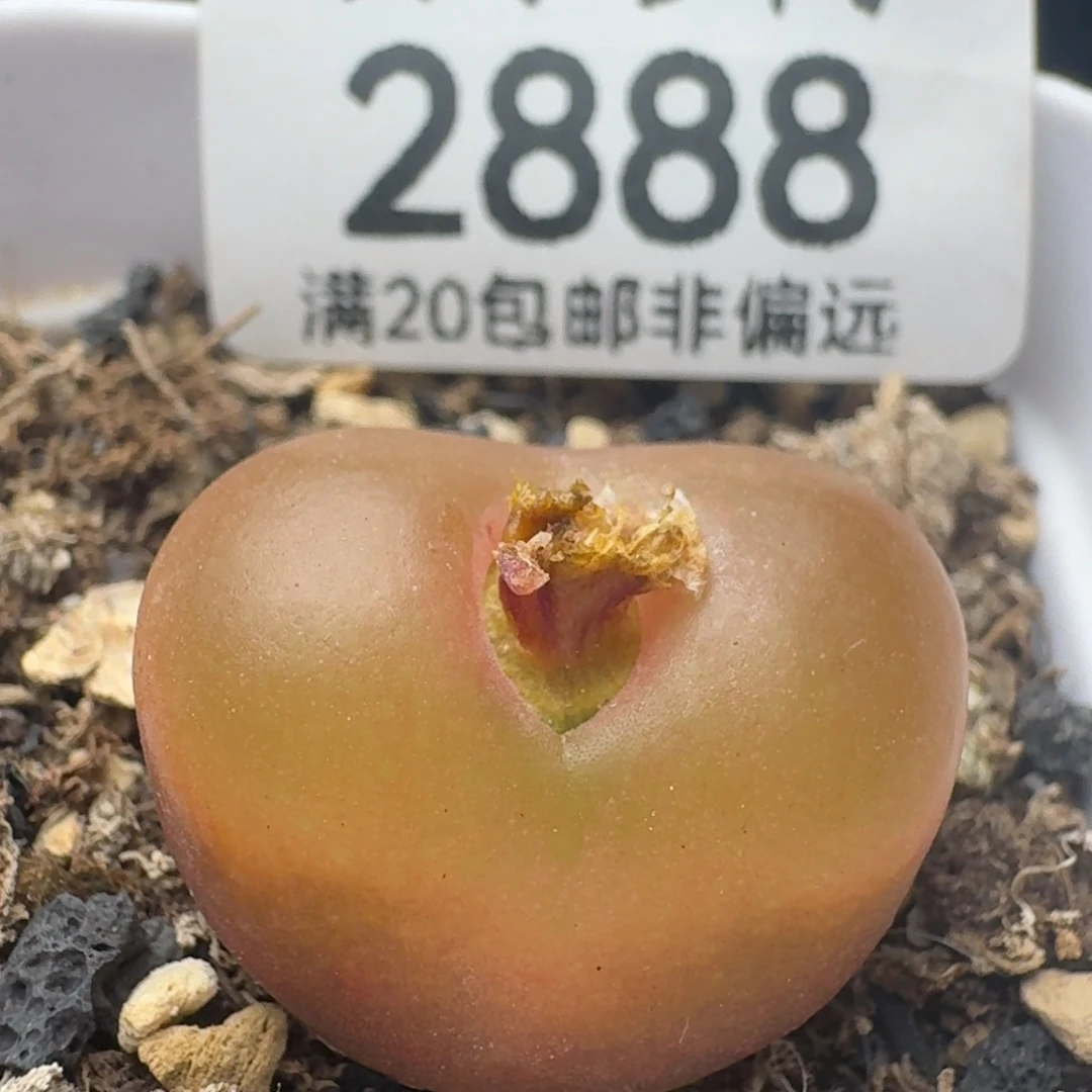 吕氏红宝石 带盆土。