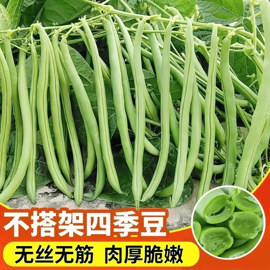 早熟无架豆种子不搭架四季豆籽阳台可盆栽种植蔬菜种子gz