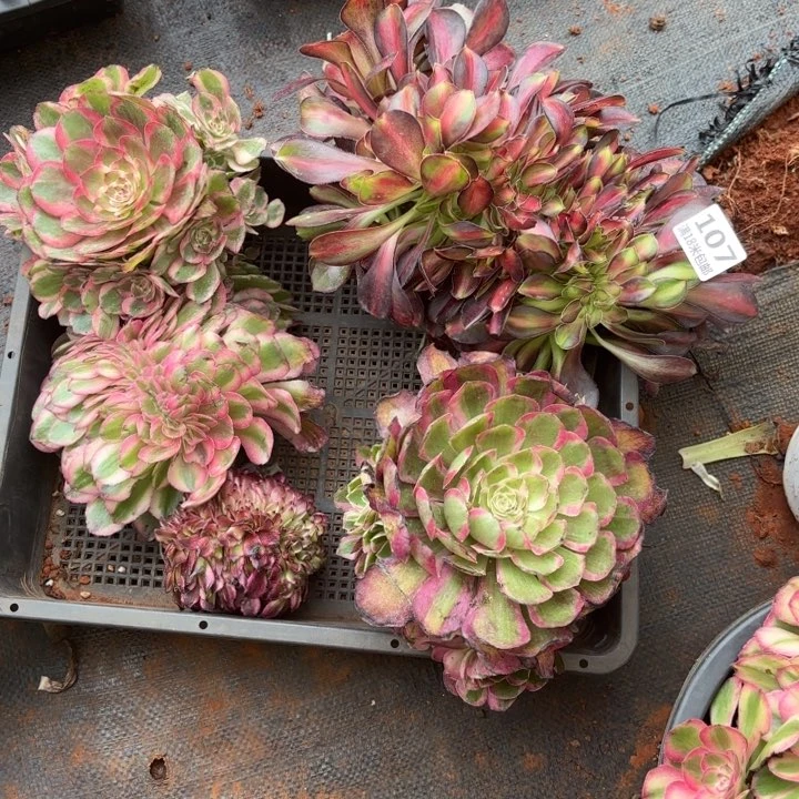 107捧花缀化框拍组合诺米多肉法师锦