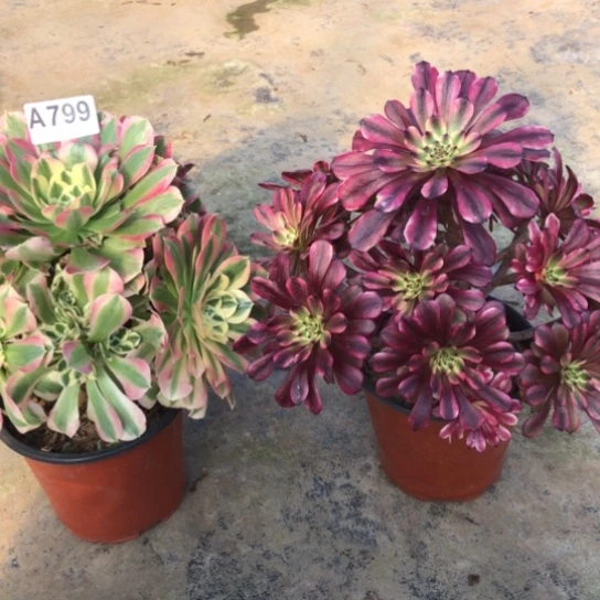 法师多肉植物毅法师799