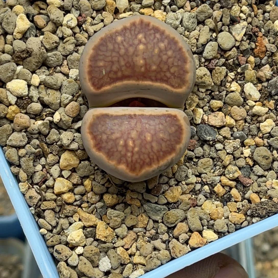 6629岛田红窗菊1尺寸3.2
