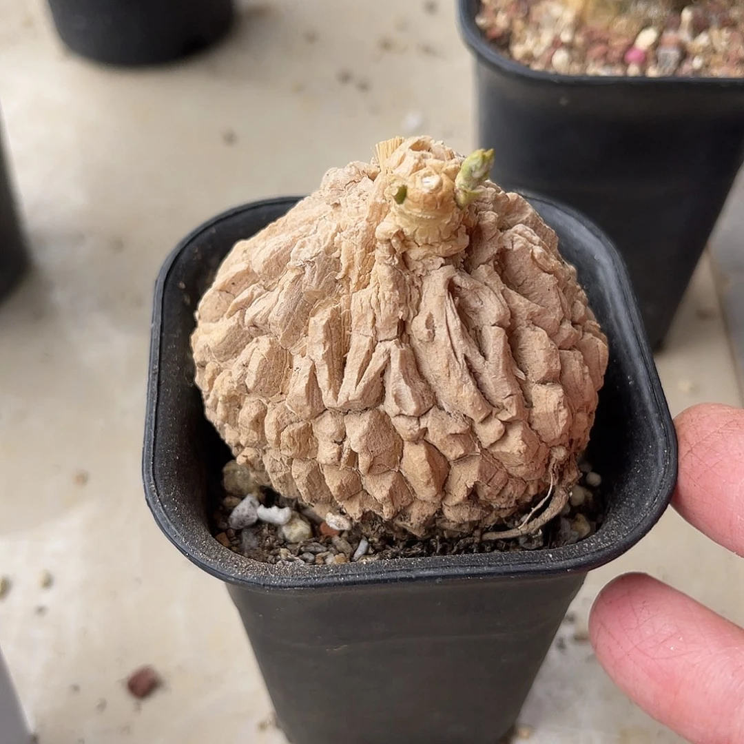 实生白皮龟甲罗摩一物一拍