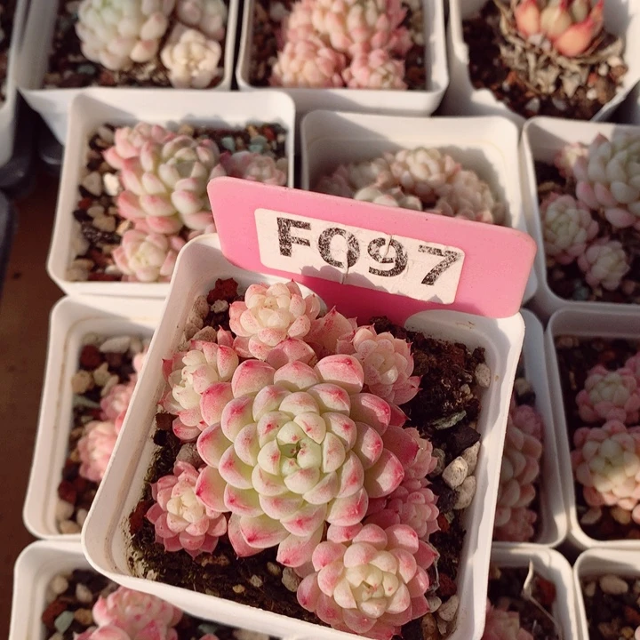 同*锁羊脂球6cm不包整群