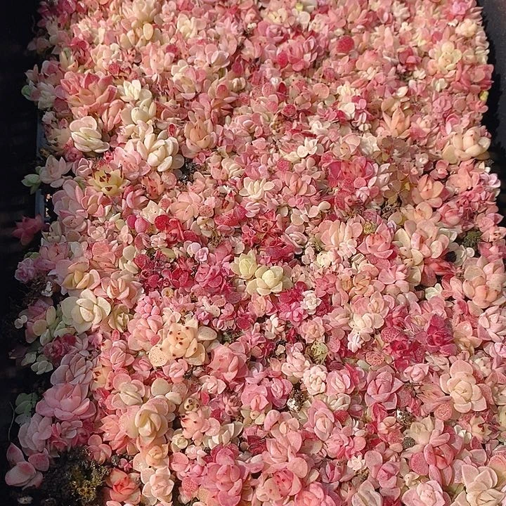 193 多肉植物盆栽花卉植物