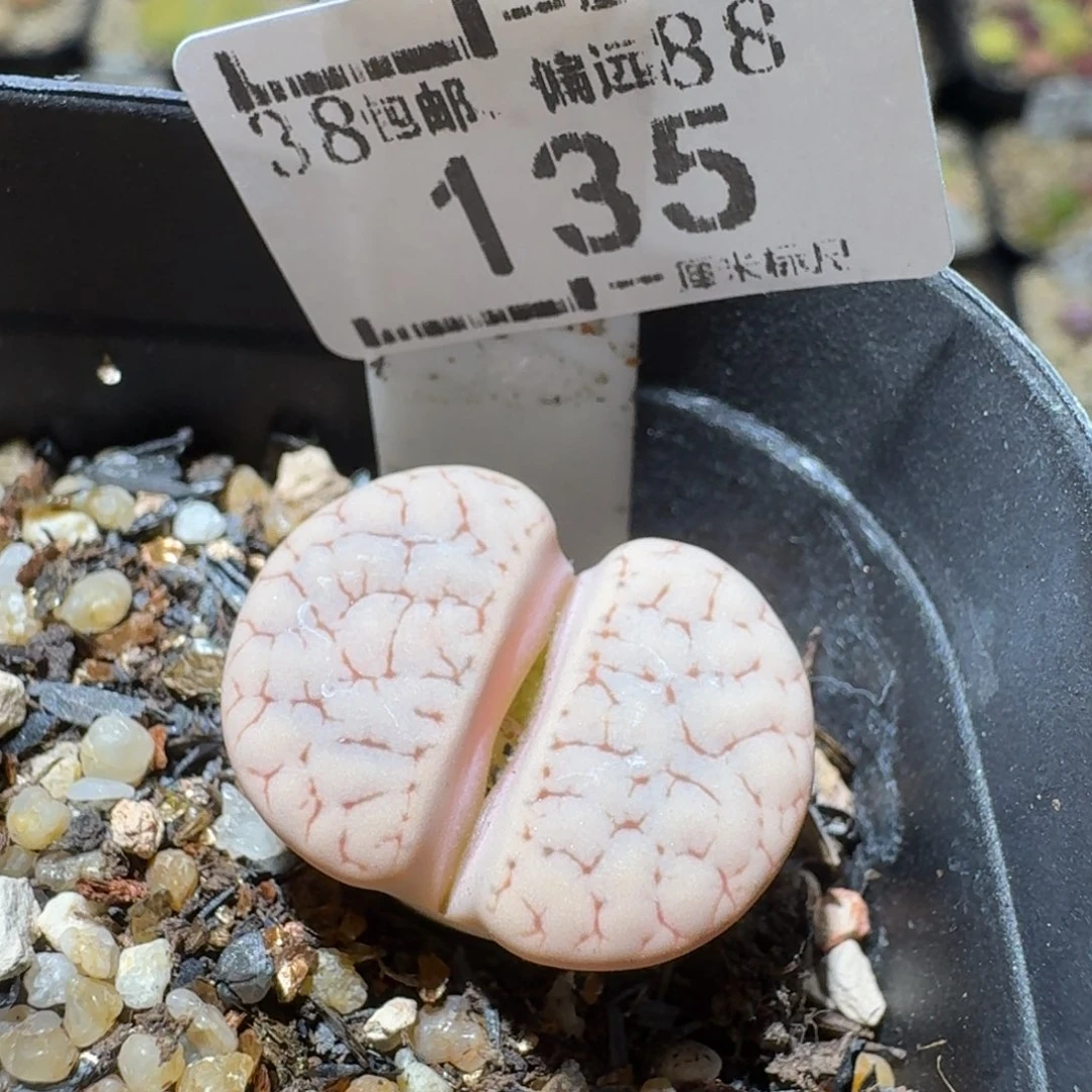 Sss精品便宜清了点135