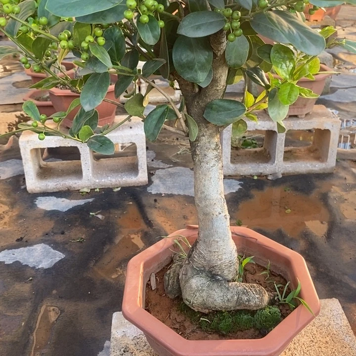 无花朵9****4无刺枸骨金玉满堂