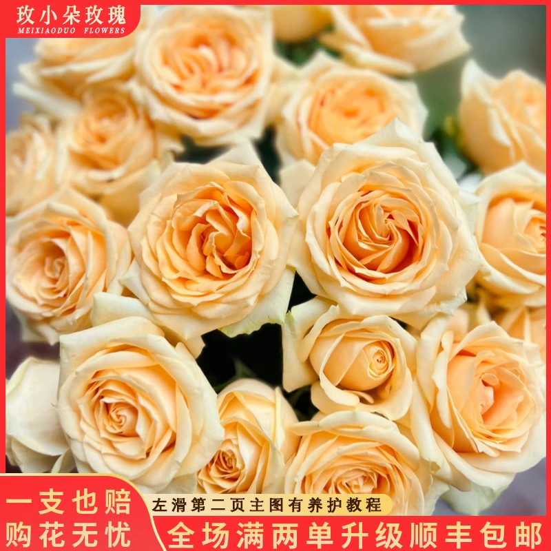 全场AB级玫瑰20枝任选2单包邮【北方玫小朵玫瑰】花期持久 产地直发