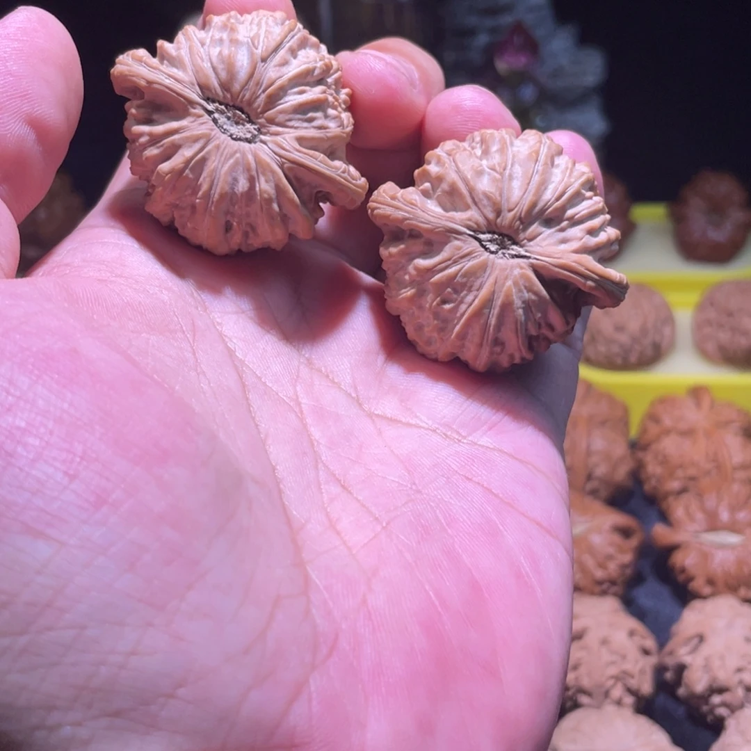 把件文玩核桃42全品红皮正肚卡姿兰满肉白狮子