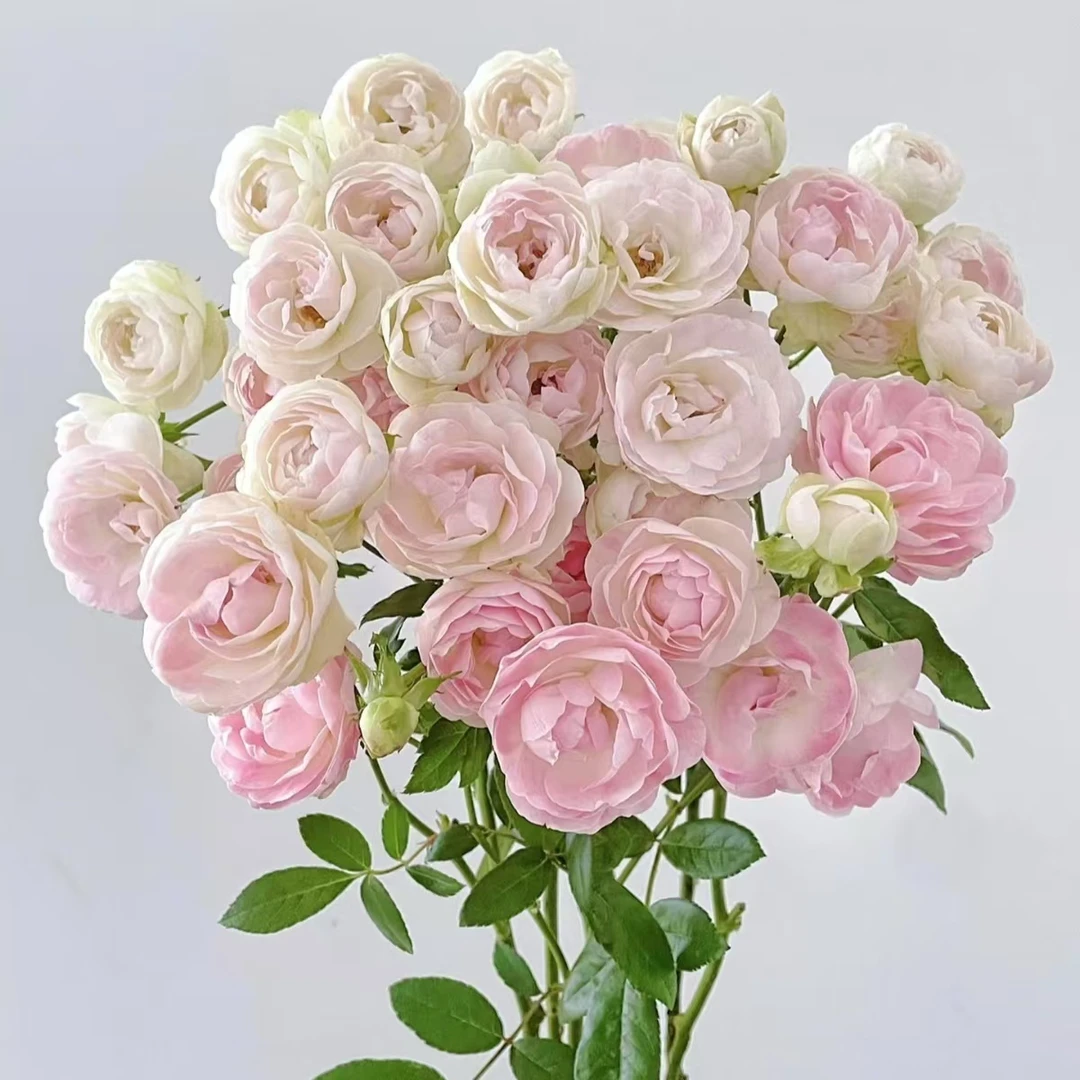 【植迷不误】粉泡芙多头玫瑰 居家 插花云南鲜花 基地包邮直发