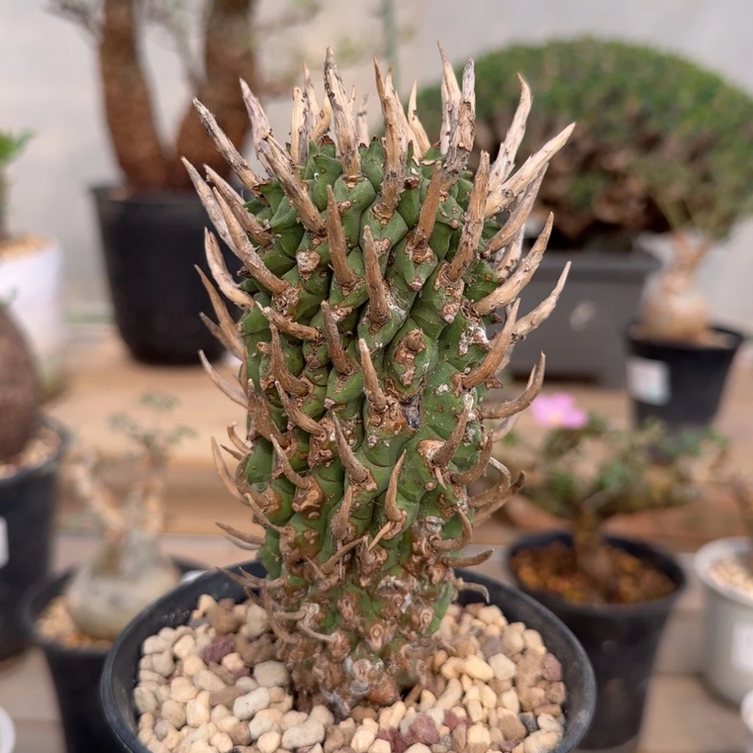 斗牛角大戟块根植物