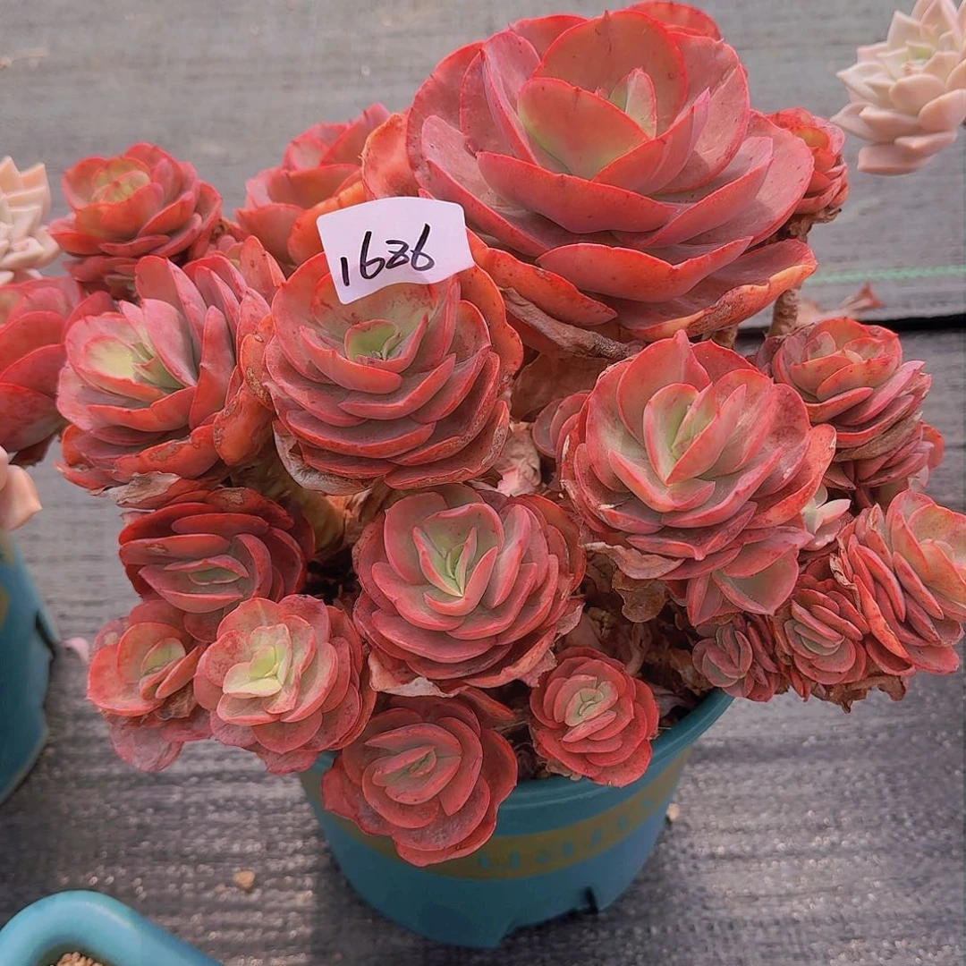 孙*娘1686秀妍多肉植物