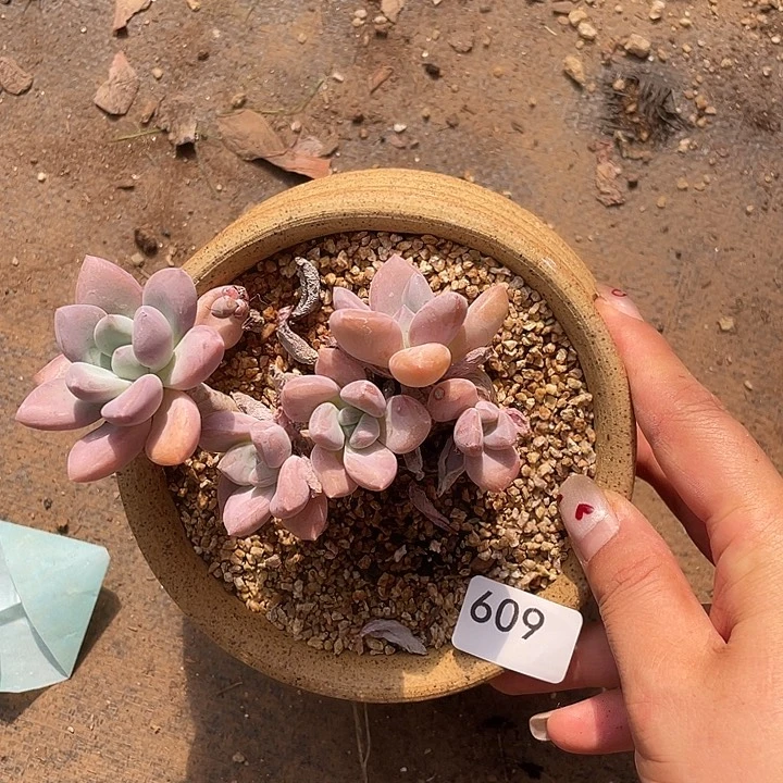 609。  奥花。