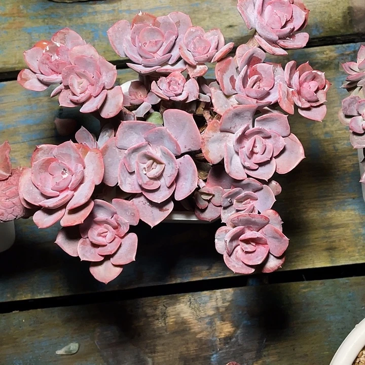 兰***沁多肉植物发货尘埃玫瑰