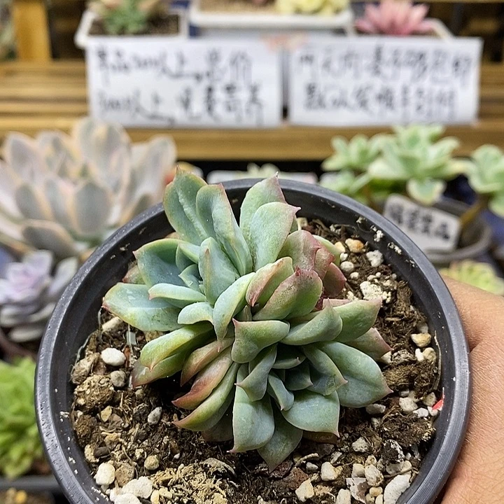 0286 泡泡纱裙 3 头自然群