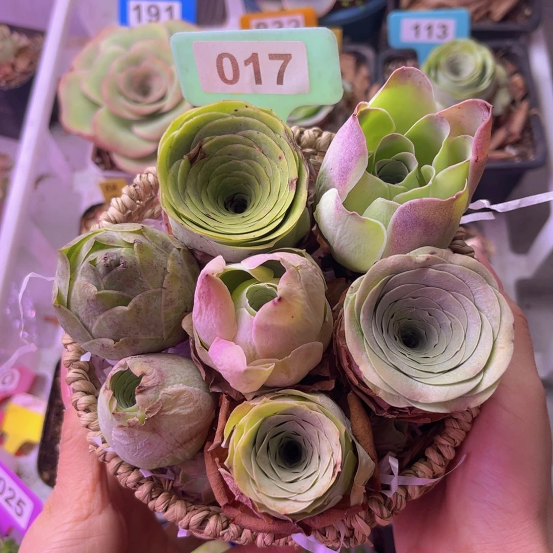 花脸福利一物一拍017 7颗裸根发