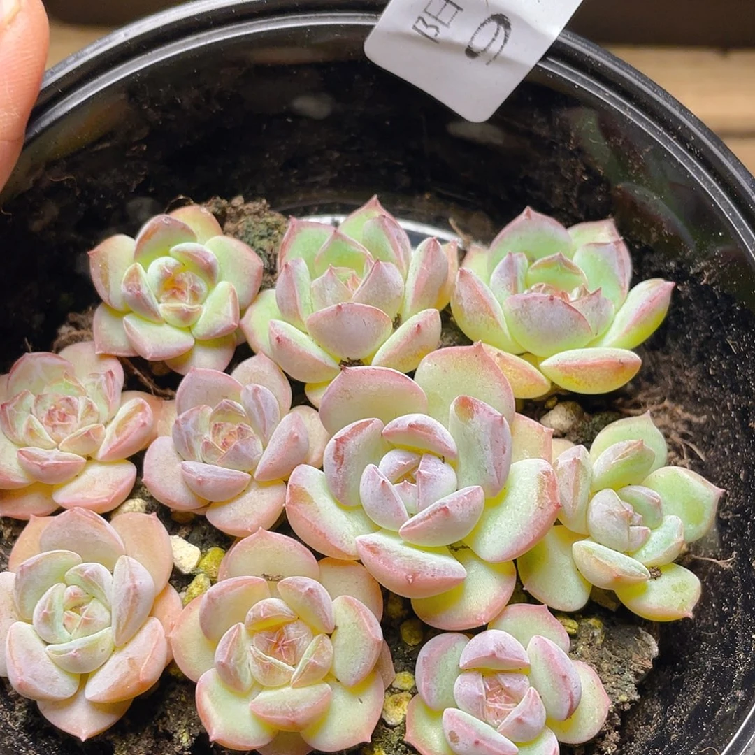 多肉植物多肉植物978