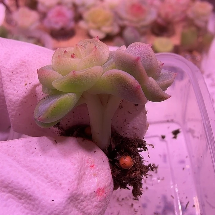 23号，飘枝甜心叶插一物一拍双头并蒂一颗