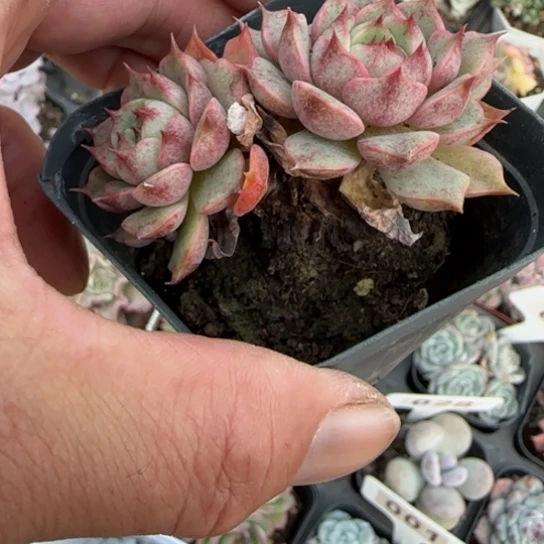 135笨吧多肉植物多