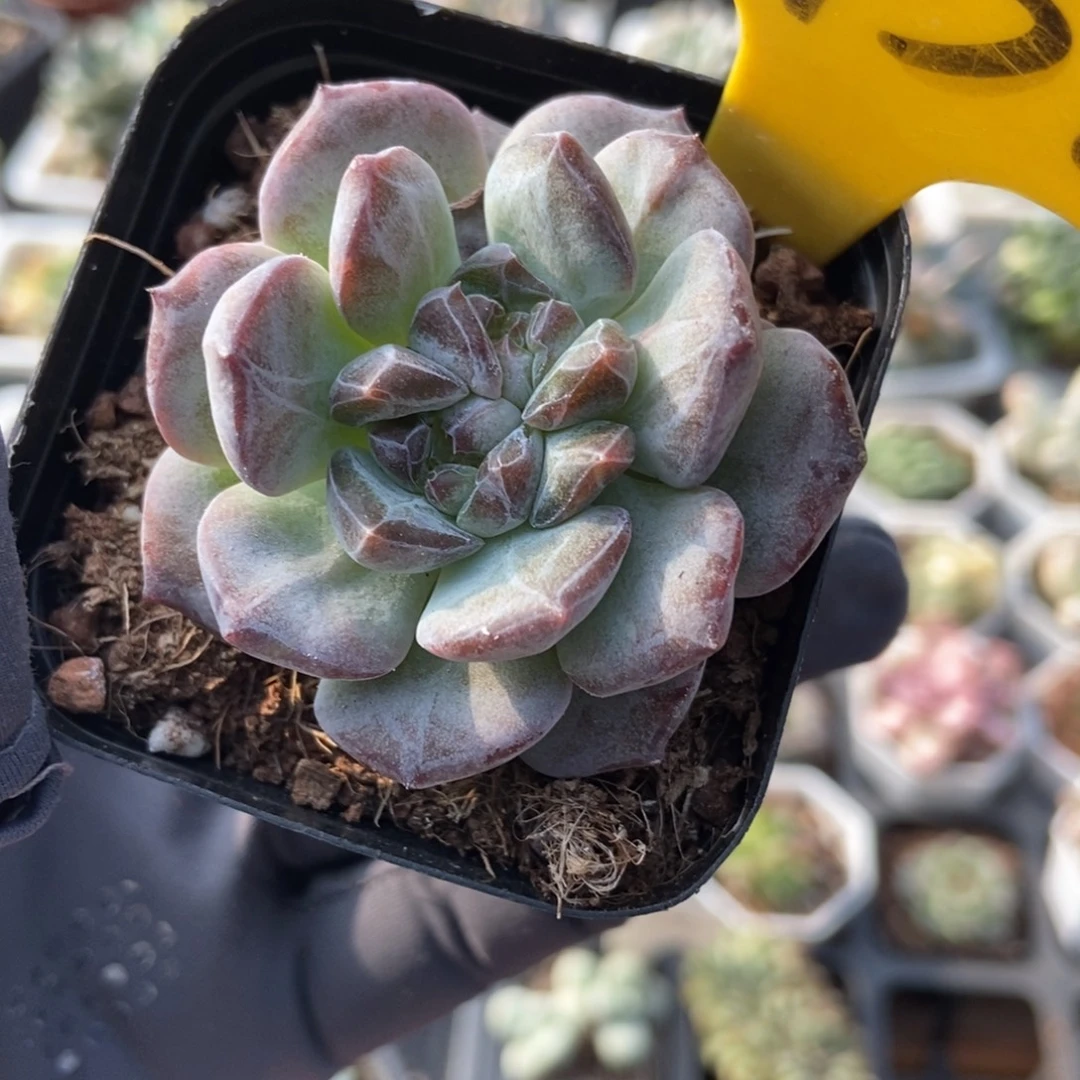 1938冰魄多肉植物