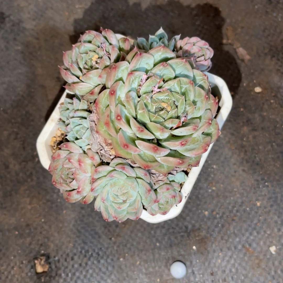 阿*?雪花珍妮个体。
