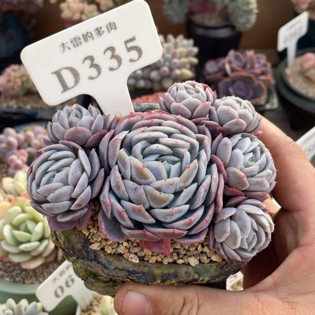 335西娜不带盆10厘米