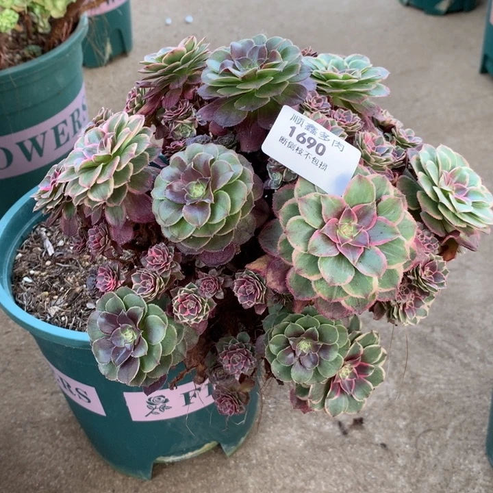 1690莲花座多肉植物