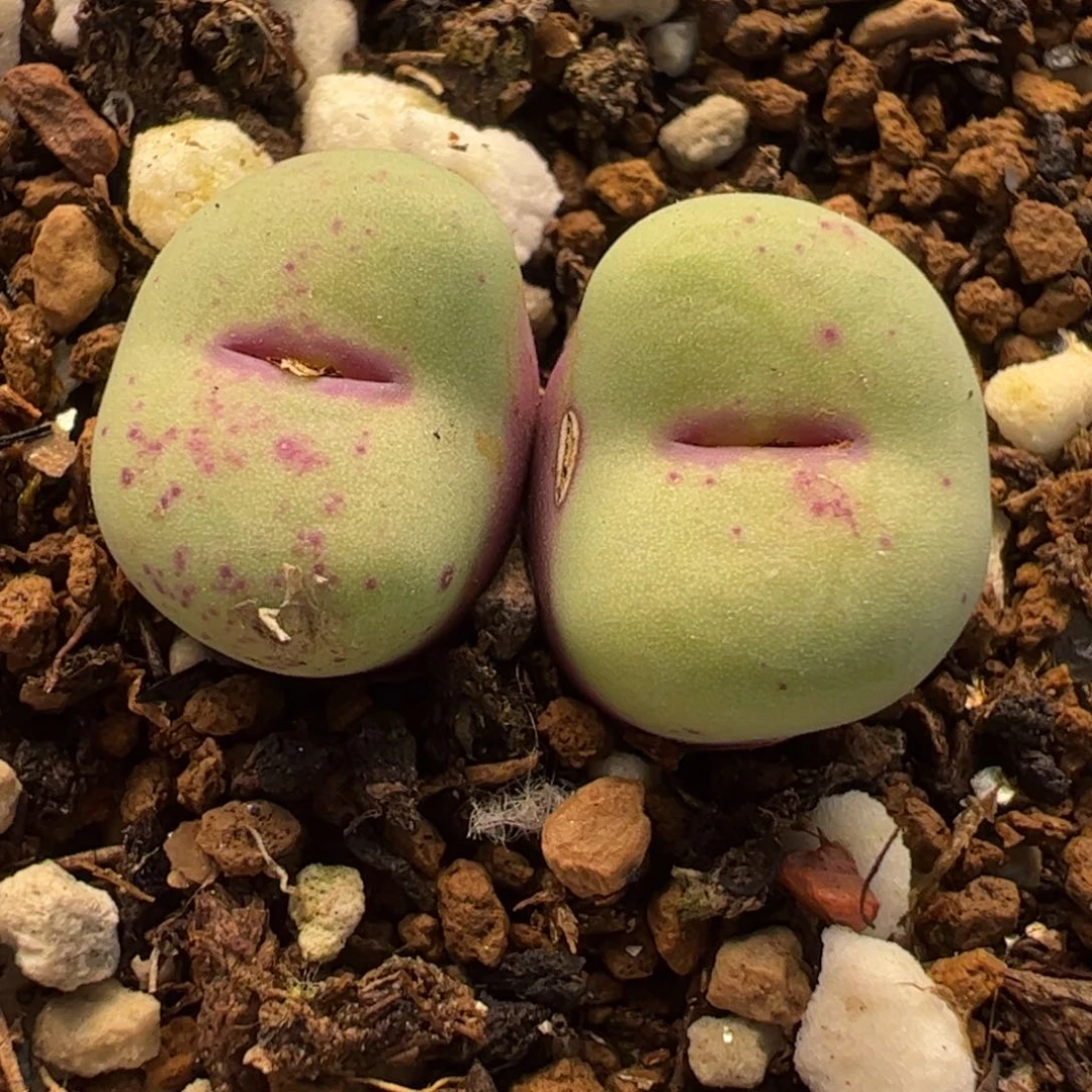 851多肉植物组合